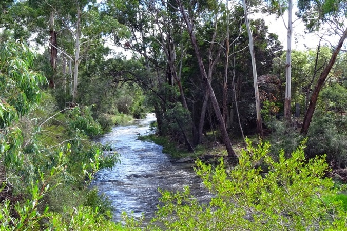 Year 7 Field Trip to the Darebin Creek Parklands